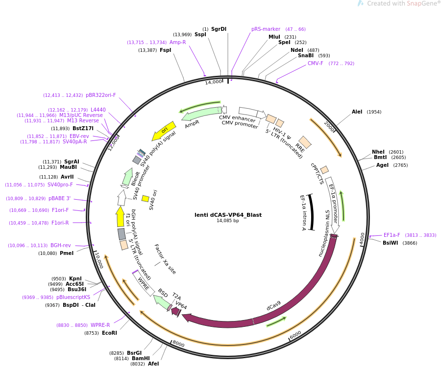 lenti dCAS-VP64_Blast载体图谱